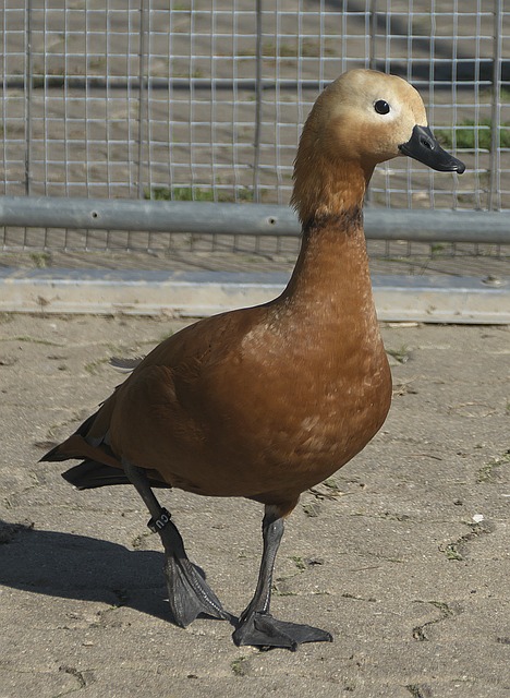 以及新主帅