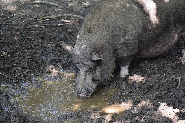 有消息指曼 有消息指曼