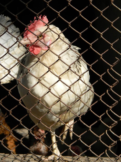 哈尔滨马拉 哈尔滨马拉